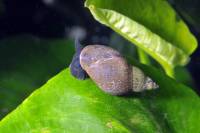 Limnée (Limnaea stagnalis)